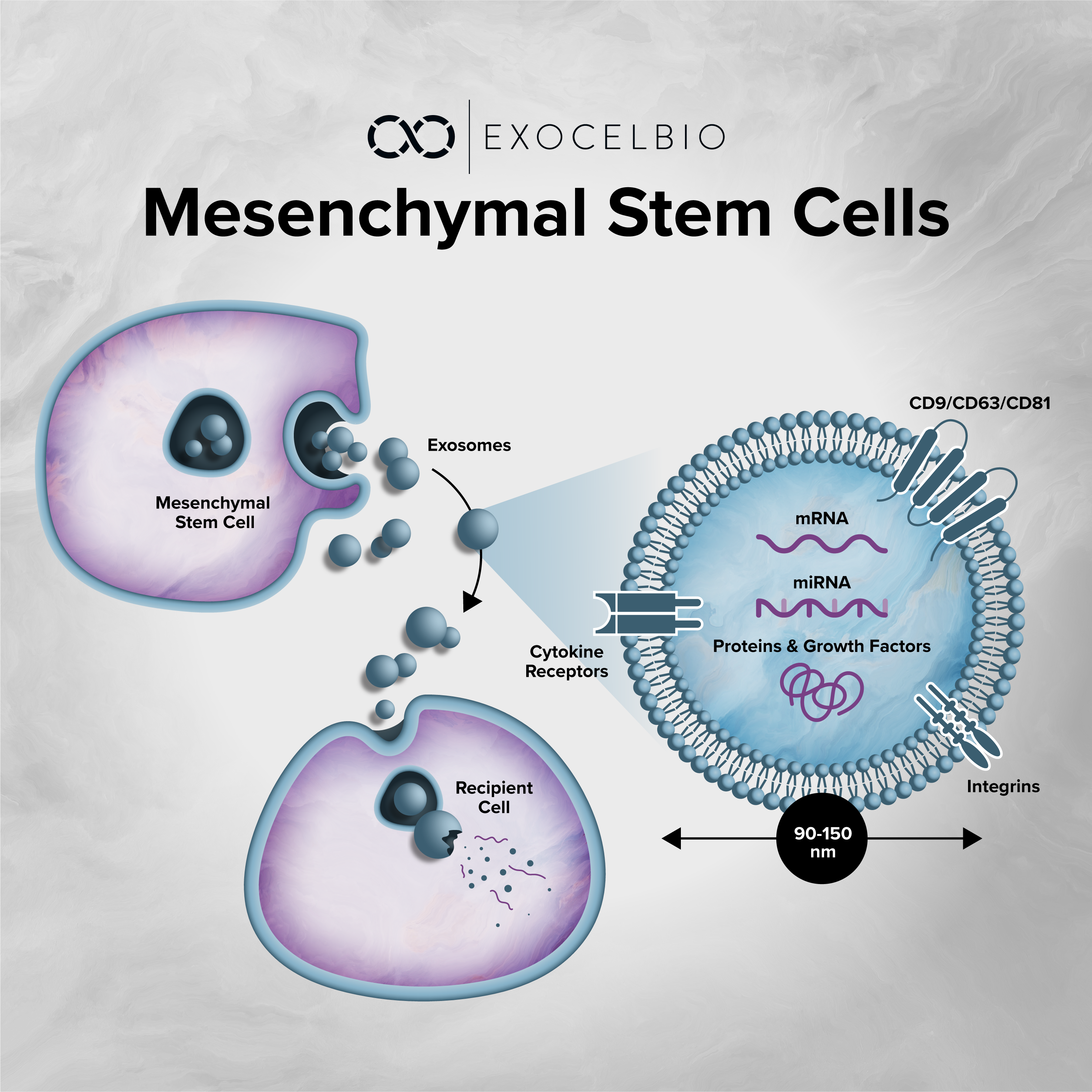 Exocel Bio social media post about Mesenchymal Stem Cells